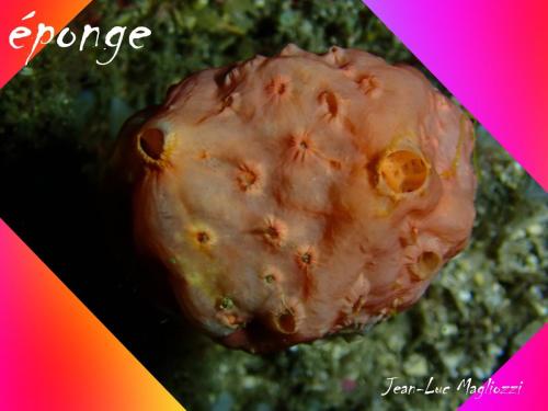 bon cette éponge est en forme de boule… mais je n'ai pas trouvé son nom… si vous l'avez...je suis preneur mes petits bios adorés