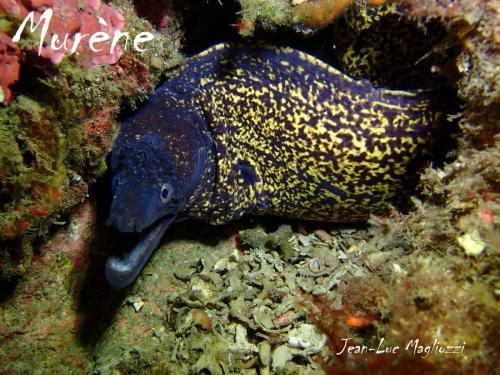 ah non je me suis trompé c'est une murène .. ah ce mal de mer