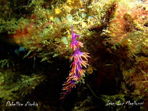 une ptite limace qu'on croirait en suspension