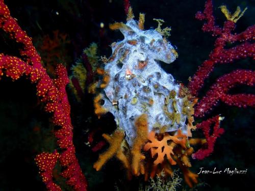 un classique que j'adore à savoir éponge bleu sur bryozoaires entourée d'une gorgone à droite et d'un alcyon à gauche. en blanc en dessous le bout d'un cnidaire, saturelle probablement...