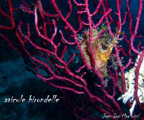 ah un autre classique, une avicule hirondelle dans une gorgone et en blanc à droite  une salmacine. L'avicule est un bivalve avec une excroissance pointue en jaune orange dans la gorgone. Ca fait comme une moufle