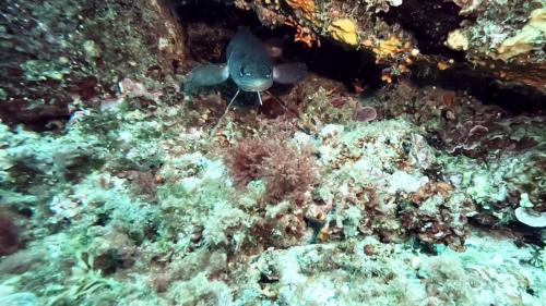 Etait-ce à cause de la visi mais les mostelles se baladaient un peu partout. Celle là avait choisi de rester près de son trou