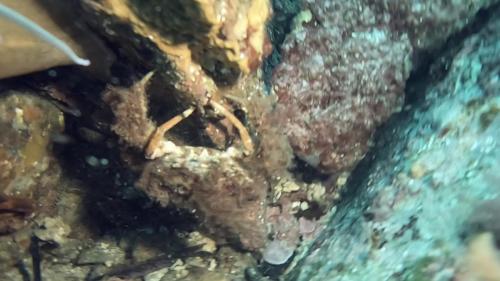 Et une petite araignée