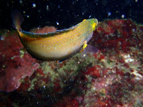 un crénilabre de méditerranée avec une eau un peu chargée en particules