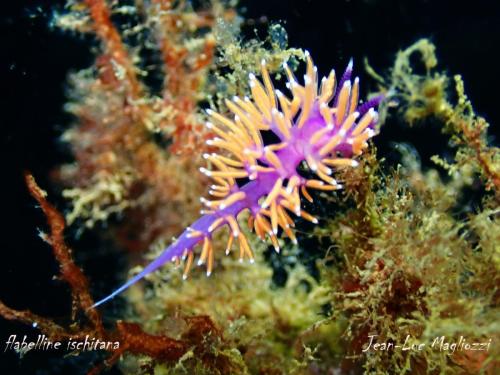 une autre famille de flabelline, " Flabellina ischitana" de son nom de naissance