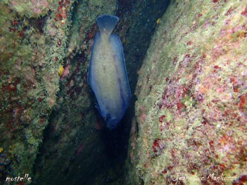 une petite mostelle pour finir ces photos sous l'eau...