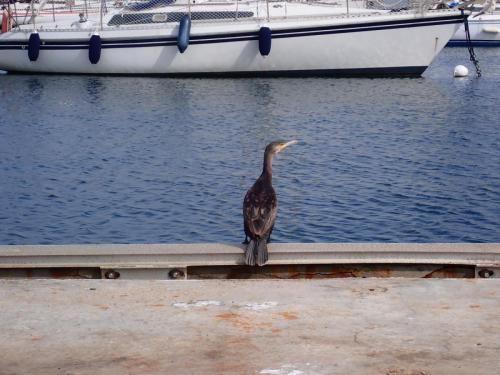 mais non……. je vous dit que ce n'est pas Laurent qui surveille le bateau...