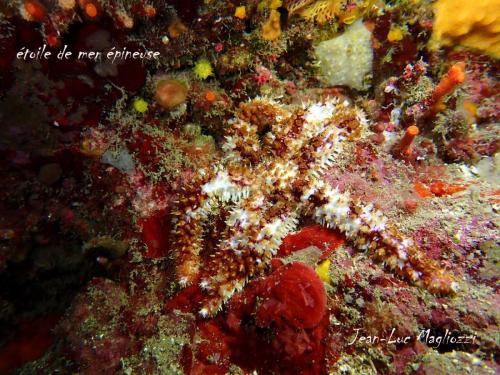 non ce n'est pas une étoile de mer glaciaire, car cette dernière ne possède que 5 bras et pas un de plus, là c'est l'étoile de mer épineuse. Photo d'un des bras pour mieux voir la bête...