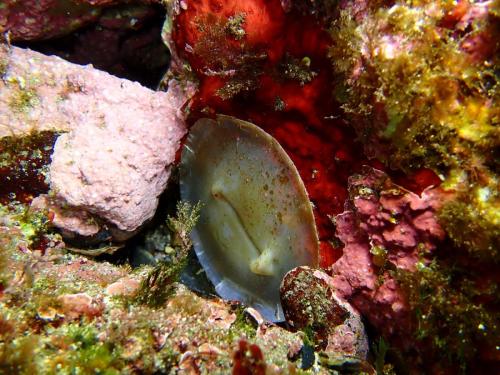 bon je continue car je me suis demandé quel était cet étrange animal, assez dur au touché.vous avez trouvé??? un squelette ais je pensé..mais de de quoi??