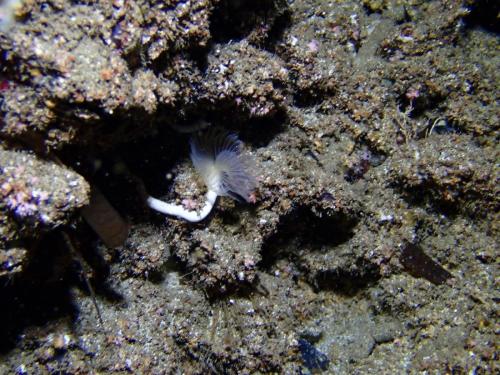 un petit ver tubicole dans la grotte et ...