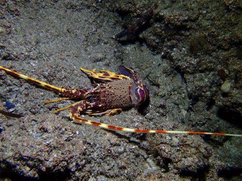 et une belle langouste...morte et non loin d'elle  cette holothurie