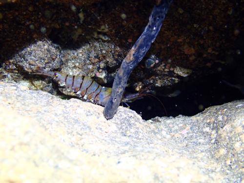des crevettes chevrette qui jouent au golf...
