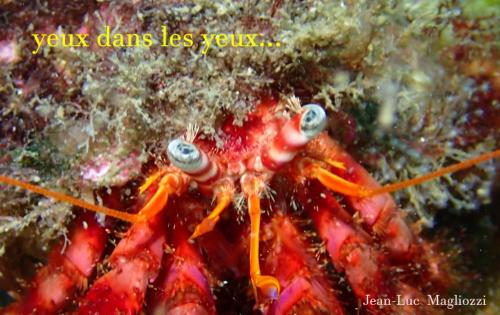 l'hermite droit dans les yeux..