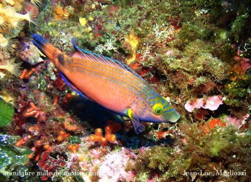 et enfin l'un de mes préférés, et non on est pas en mer rouge ni aux Antilles?  le crénilabre de méditerranée. Un mâle dans toute sa splendeur..