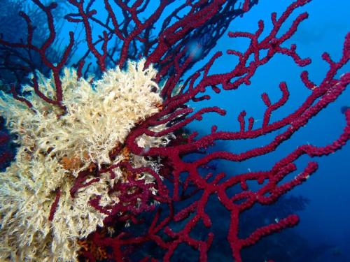 les incomparables couple entre un ver, ou plutôt une colonie, la salmacine en blanc en épibionte sur une gorgone