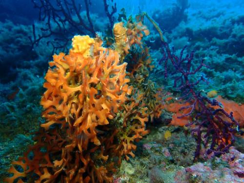 un bryozoaire au passage