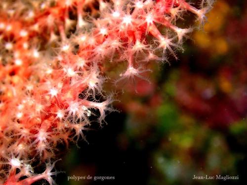 polypes de gorgone, se sont des polypes pennés donc de la famille des octocoralliaire chez les cnidaires anthozoaires ...il faut savoir que chez le cérianthe, famille des cnidaires les tentacules sont lisses, donc anthozoaires famille des exacoralliaire