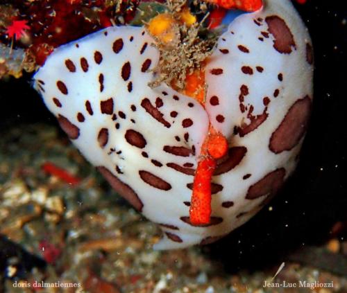 et une curieuse association, ou bien de doris sur un bryozoaire ou un gros doris qui s'est pris un bryo dans le…? cherchez l'erreur