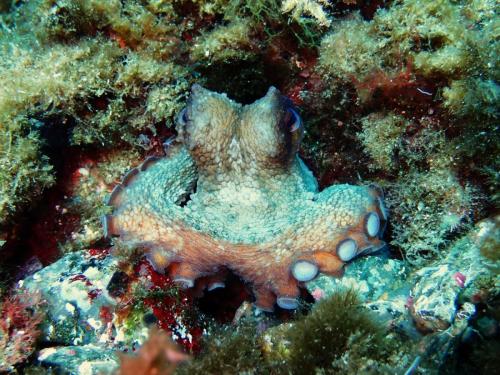 octopus que l'on salue