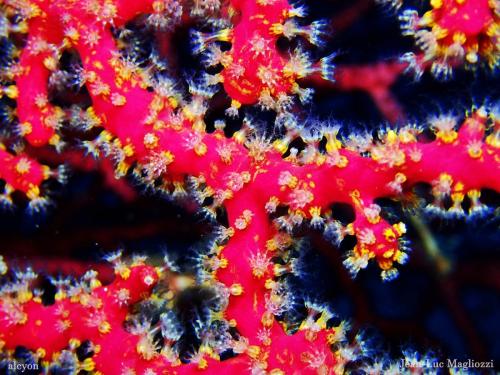 c'est bon un peu de tranquillité et surtout de temps après le départ des derniers grenoblois. je reprends donc mes photos de la dernière plongée. Voilà donc un alcyon vu de prés avec les détails des polypes et