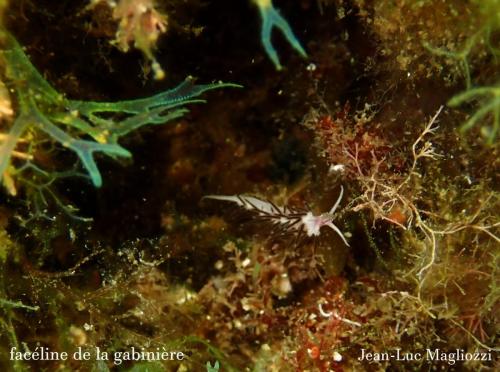 petit nudibranche, une facéline de la gabinière