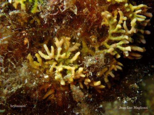 un petit bryozoaire pour commencer mais quant à l'identification 