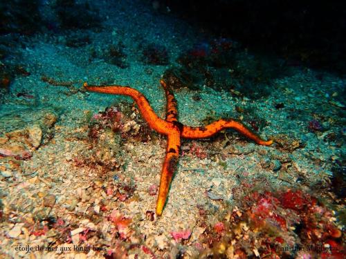 cette étoile de mer semble être "l'étoile de mer aux longs bras"  elle vit dans la zone des 40 mètres, c'est vrai que l'on en était pas très loin.. Elle reste cependant assez rare à observer.