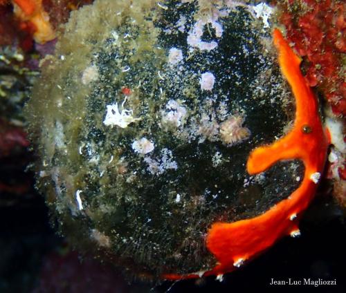 peut être un empoisonnement par cette étrange structure. Bon en vert une algue le codium bursa, en orange je pense à un bryozoaire, la petite bille qui brille sur le bryozoaire  est une algue la valonie, mais que sont les structures blanches qui ressortent du bryo??? et bien j'en sais rien...