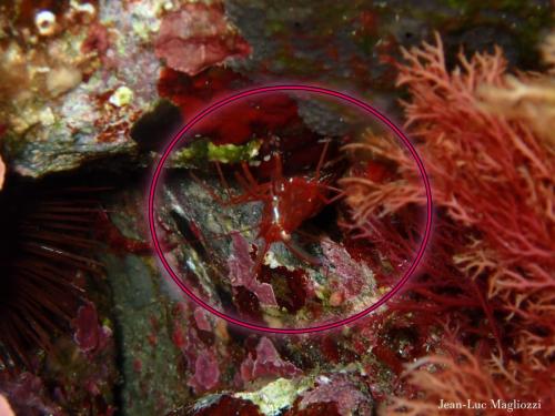 la murène et sa crevette nettoyeuse