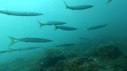 Les 1er barracuda vus par David