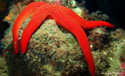 Une étoile  de mer qui se prélassait dans cette eaux à 17<br />en fait si l'on regarde bien, cette astéride est posée sur une éponge. Soit effectivement elle se la coule douce, soit elle se mange l'éponge, mais je ne suis pas certain que cela soit sont met préféré..