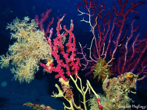 un décor typique du coralligène, à savoir, gorgone  qui trépasse, alcyon qui assure le décor et hydraire qui se repose sans ses prédateurs habituels que sont les nudibranches...