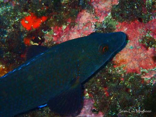 les poissons deviennent bleus, allez vite en surface avant que je ne prenne la même couleur… bisous et bravo à nos valeureux plongeurs ..
