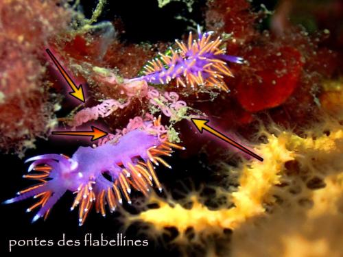 les flabellines d'Ischia qui sont des nudibranches aeolidien, ce dernier terme vient des excroissances ici orange à bouts blancs, ils servent à la respiration et sont également une arme extrêmement élaborée