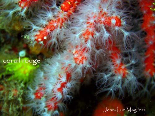 un ptiot bout de corail…?