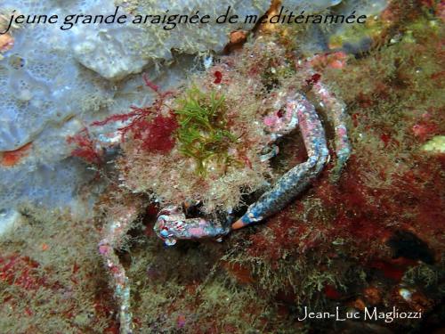 cette araignée était en fait très petite 10 cm environ, mais fait partie de la famille des grande araignée...si cupidon lui prête vie..merci claude (mon binôme) qui l'a vu!!