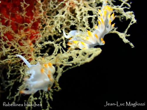 voilà pour cette plongée,  vu également  murène, petite langouste mais je n'ai pas les images. D'autres ont plongé sur la roche à l'arche et un gros thon a été vu par la palanquée de claude…. bisous à tous..