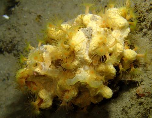 éponge cavernicole jaune  colonisée par du mimosa, ce dernier du nom de parazoanthus axinellae