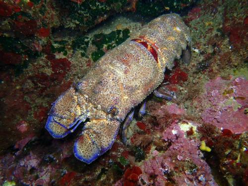 une grande cigale de mer, sur une paroi abritée, sa taille étant supérieure à 20 cm. magnifique spécimen...