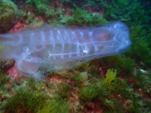 une salpe thetys d'une vingtaine de centimètres, photo floues hélas