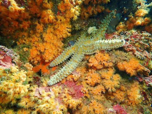 étoiles de mer épineuses ou glaciaires vautrées sur des cousins de mimosas