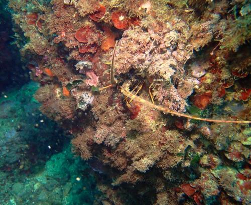un ptiote langouste