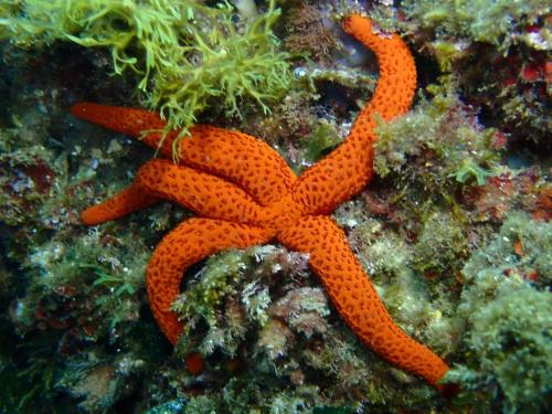 étoile de mer