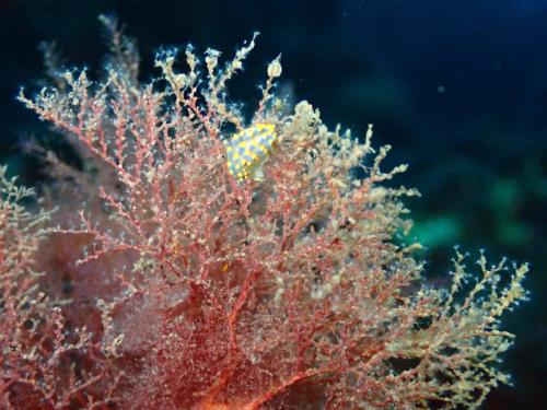 nudibranche sur son plat préféré un cnidaire