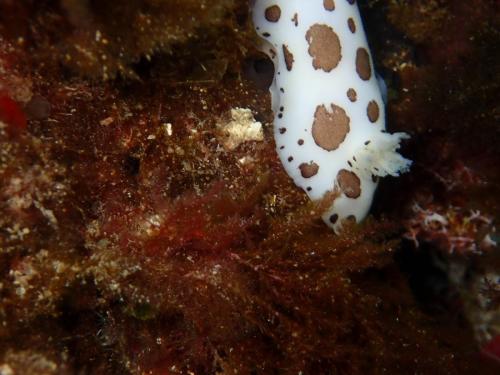 ce qui est intéressant à prendre en photo pour ces limaces, ici doris dalmatien c'est son panache branchiale à l'arrière, ce que j'ai fait trop rapidement car je lui ai coupé la moitié du corps...et il le rentre lors de la seconde photo..