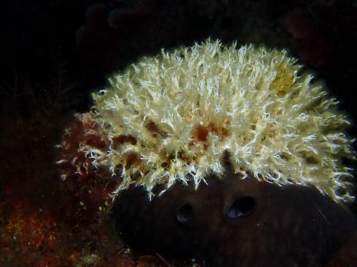 une éponge avec sa nouvelle coupe de cheveux? non simplement une éponge grise coiffée d'une salmacine. En effet cette dernière est en fait, une colonies de vers polychètes dans un agrégat de tubes de l'ordre du demi millimètre. La structure est très fragile. les tubes sont en carbonate de calcium. en agrandissant vous pouvez voir comme des petits plumeaux qui sont en fait le panache du ver de 4 tentacules.