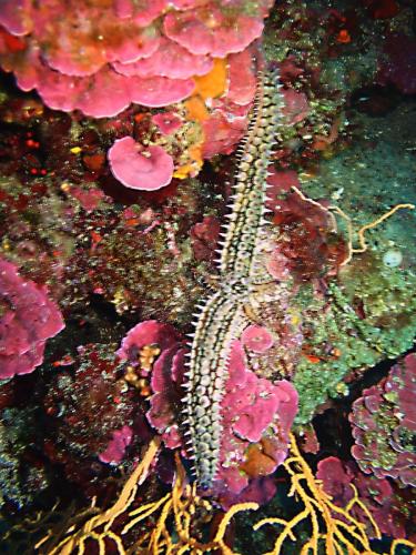 photo floue mais cette étoile de mer à deux longs bras et si l'on regarde bien 2 petits à droite et un autre à gauche