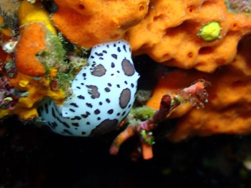 doris dalmatienne un peu floue également 