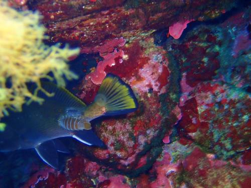 pas de chance pour ce petit corb, deux  poux de mer fixés non loin de sa nageoire caudale
