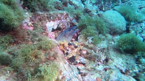 En complément voici quelques photos de notre plongée, Chloé ayant décidé de faire vite et bien ses exercices ce qui nous a permis d'avoir tout le temps pour nous balader.  C'est moins net que Jean Luc car tirées d'une vidéo gopro.